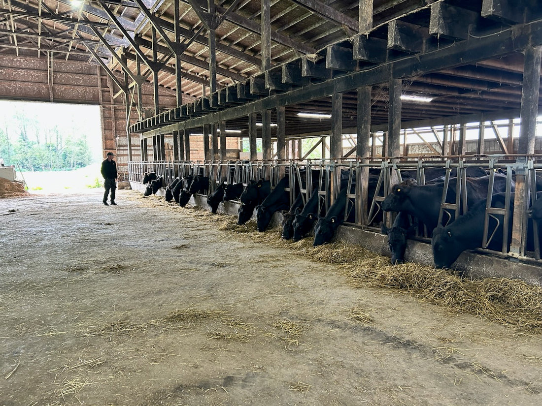 We’ve recently moved our cattle to a winter barn.